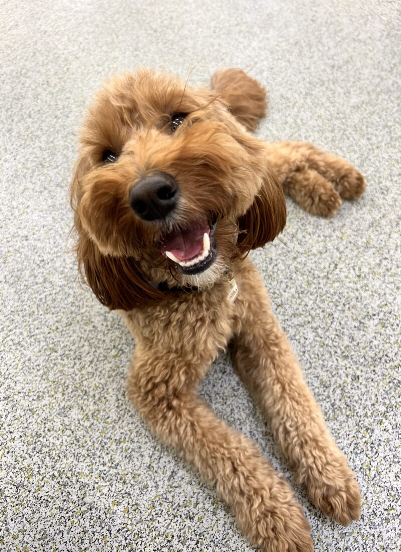 Sploot!